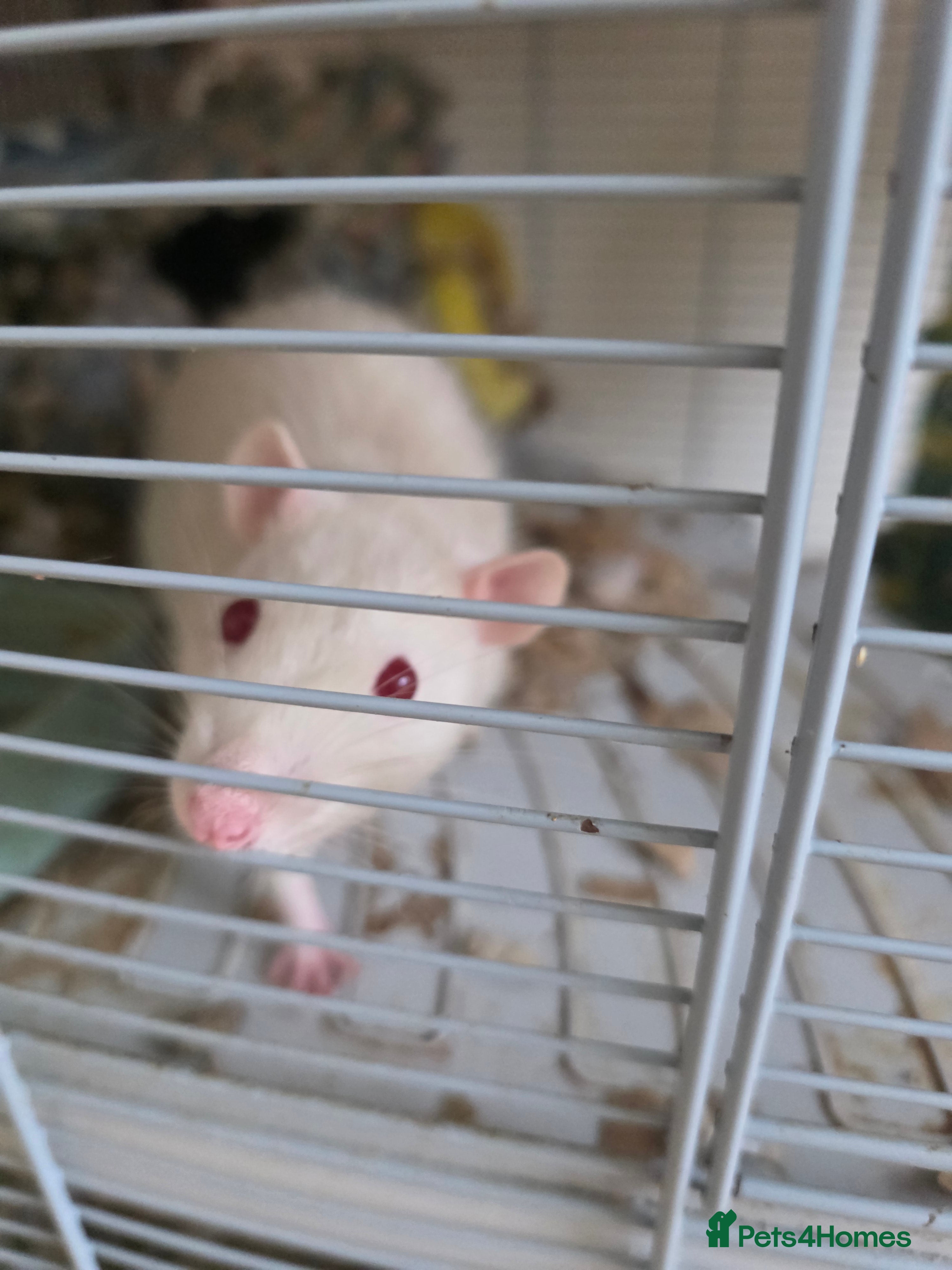 Rat rodents 2 female and 1 male  - Advert 2