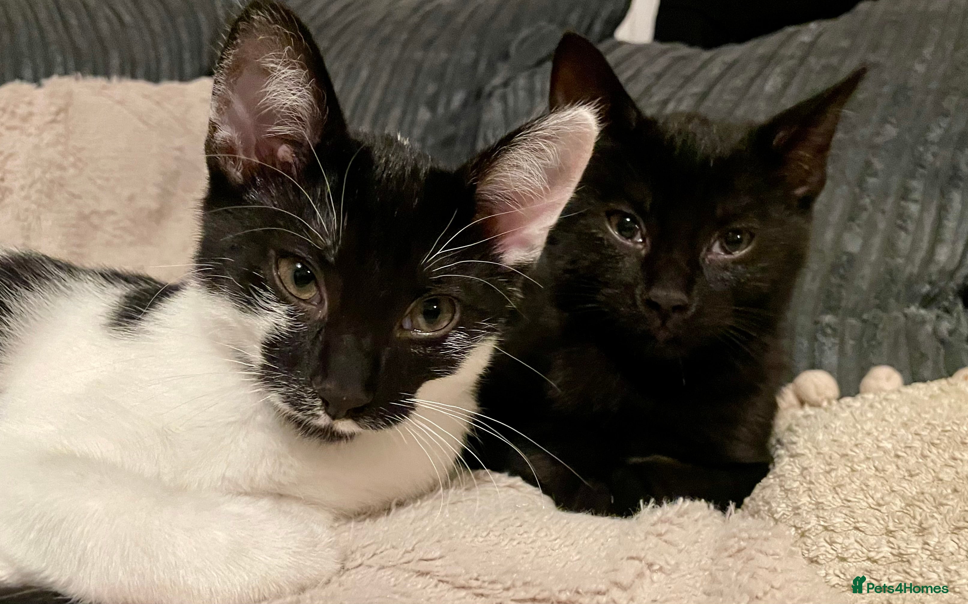 Mixed Breed cats BROTHER AND SISTER IN NEED OF A NEW HOME  - Advert 4