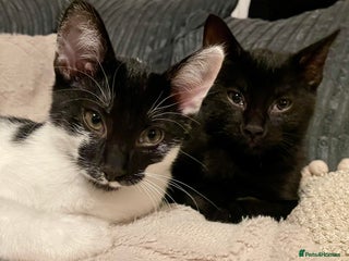 Mixed Breed cats BROTHER AND SISTER IN NEED OF A NEW HOME - Advert 4