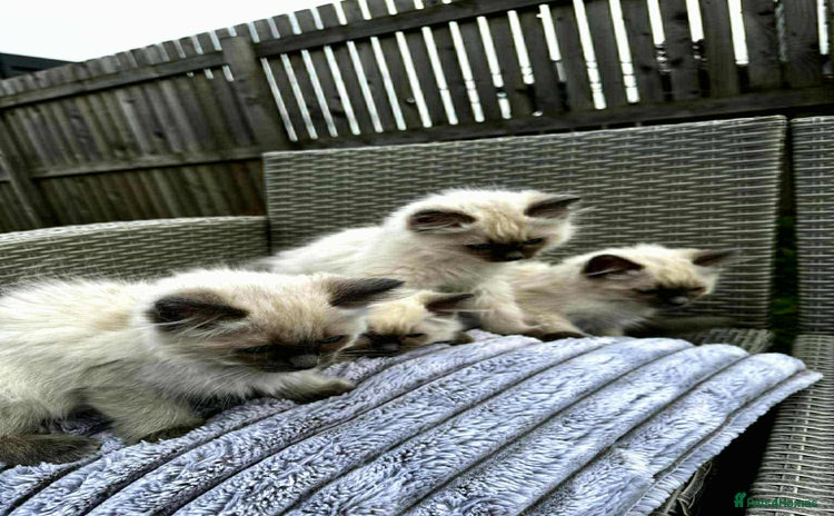 Ragdoll cats - Advert 2