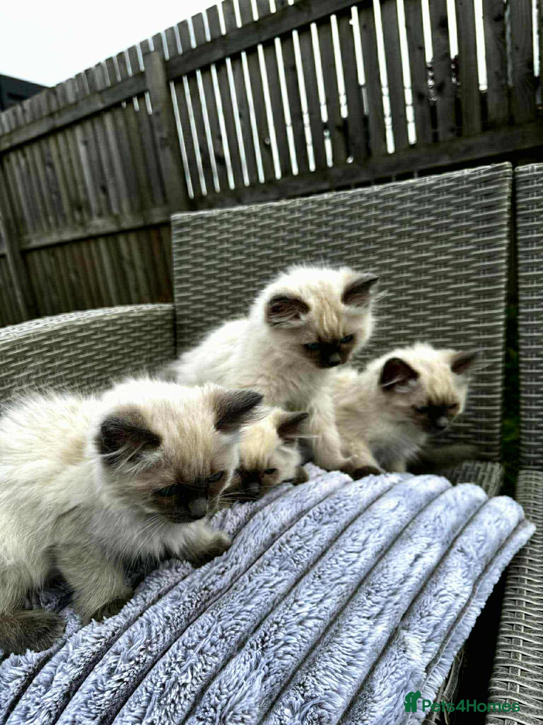 Ragdoll cats for sale: Ragdoll Kittens - Image 1