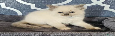Ragdoll 2 blue collar 💙 