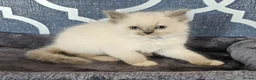 Ragdoll cats for sale: Council licence held. Stunning GCCF reg kittens  - Advert 6