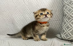 Scottish Fold cats for sale: Scottish Fold Kittens ( only 2 left ) - Image 9