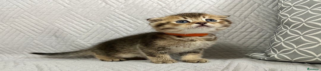 Scottish Fold Kitten 1 ( orange )
