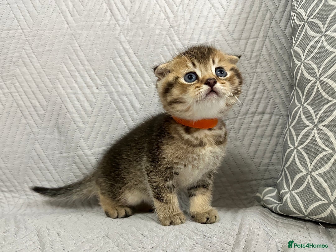 Scottish Fold cats for sale: Scottish Fold Kittens ( only 2 left ) - Image 9