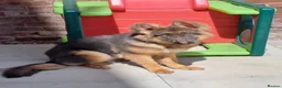 German Shepherd dogs for sale: Beautiful Blue&Tan kc pup - Advert 5