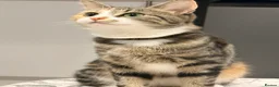 Mixed Breed cats for sale: Tabby cat  in Sunderland - Advert 3
