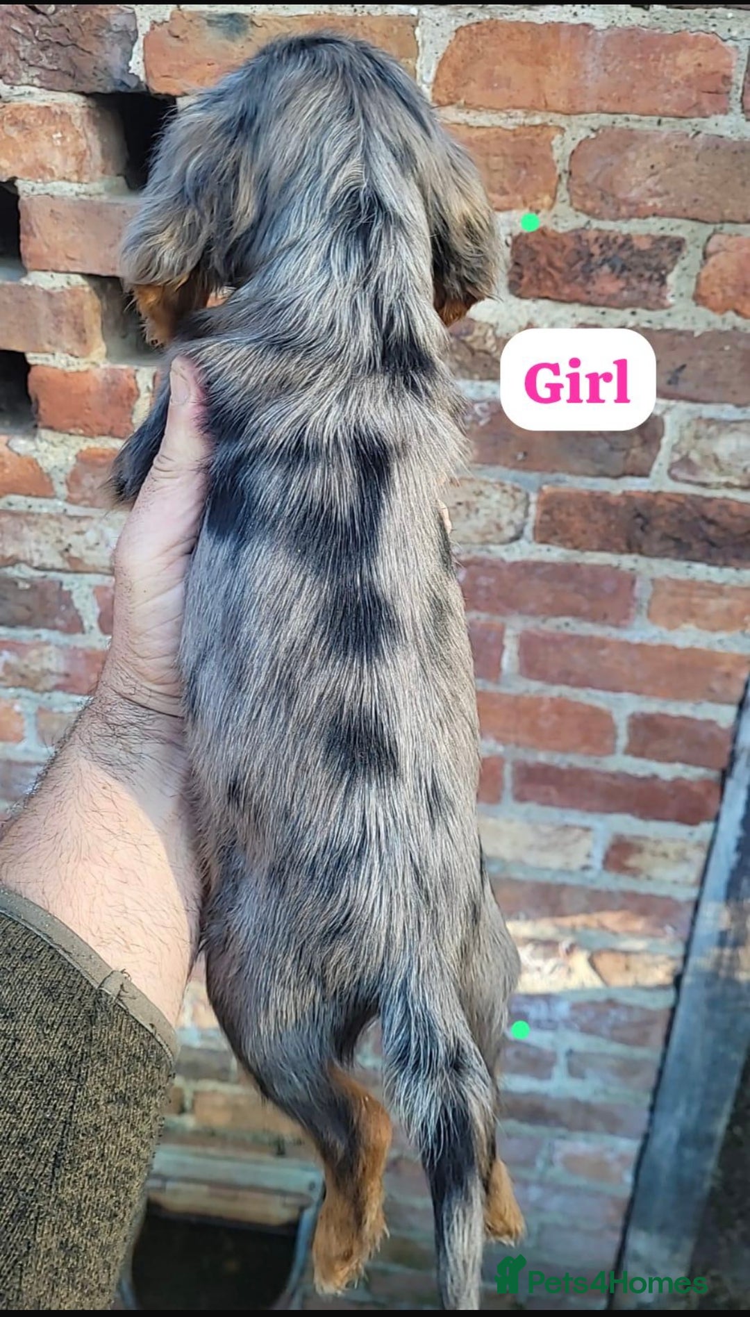 Cocker Spaniel dogs for sale: Stunning cocker spaniel puppies  - Image 2