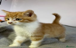 British Shorthair cats for sale: Four kittens ready to go (prices vary) - Image 7