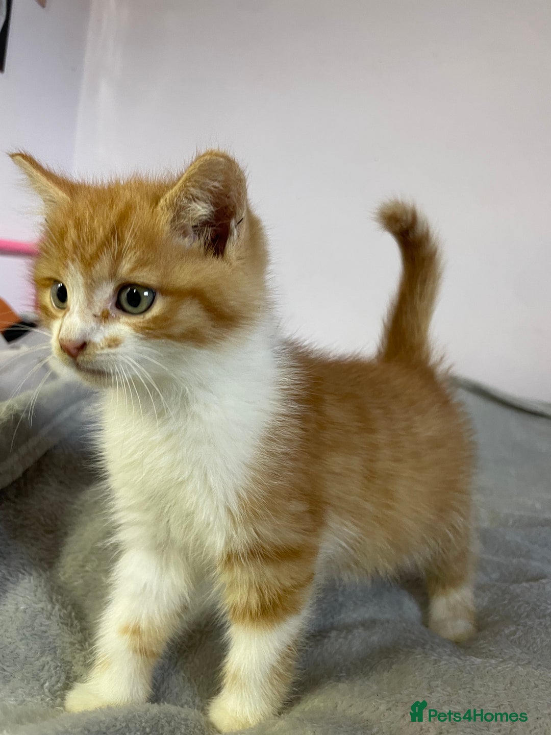 British Shorthair cats for sale: Four kittens ready to go (prices vary) - Image 7
