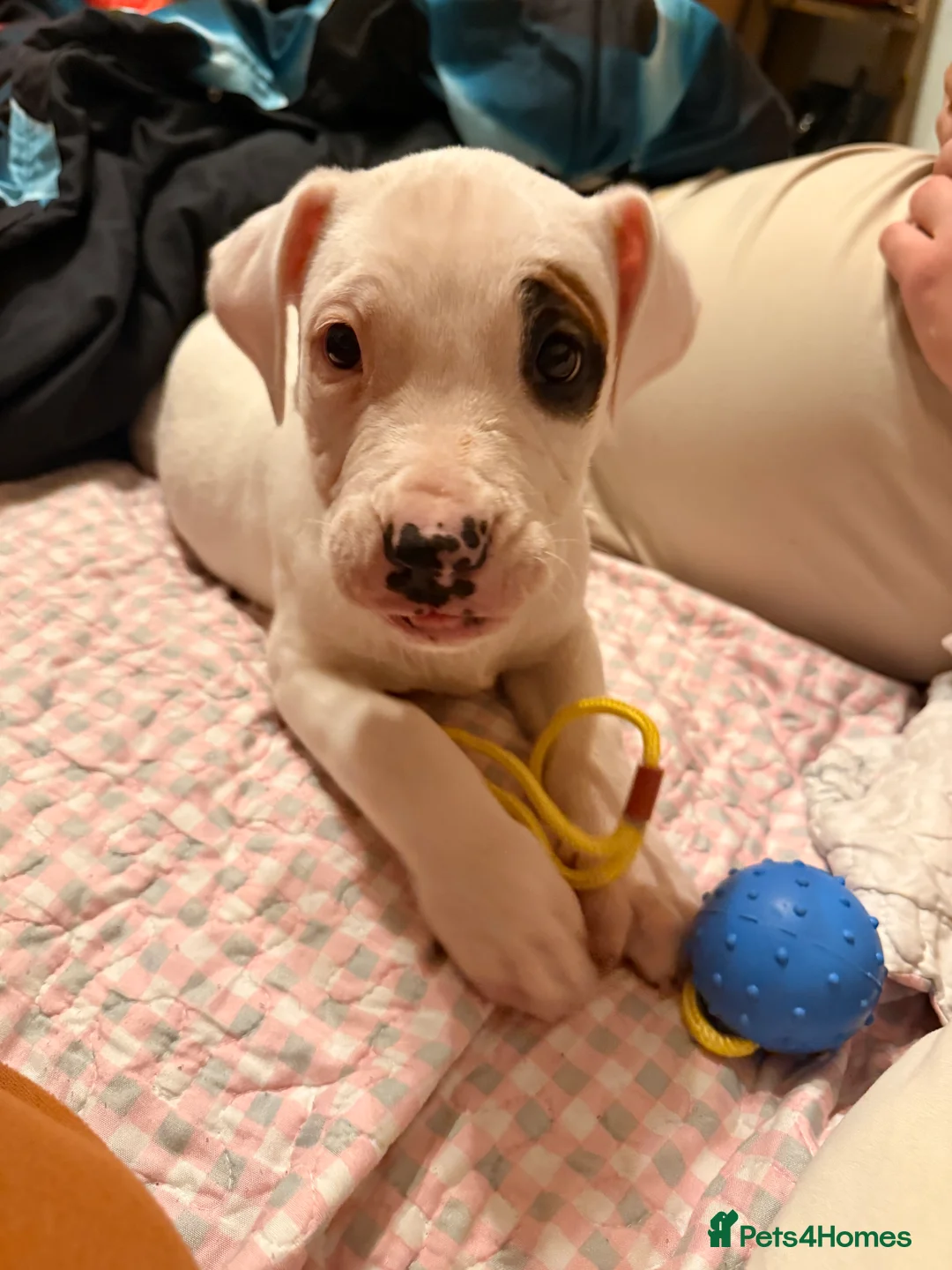 American Bully dogs for sale: 1 little puppy is  looking for a new family  in Banbury - Advert 5