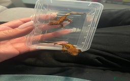 Gecko reptiles for sale: Baby Crested Geckos  - Image 4