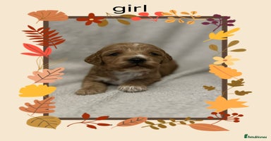 Cockapoo dogs - Advert 11