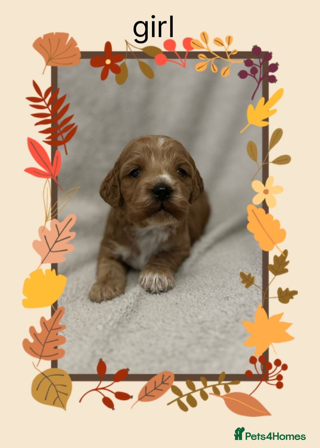 Cockapoo dogs for sale: Quality F1 Cockapoos  - Image 3