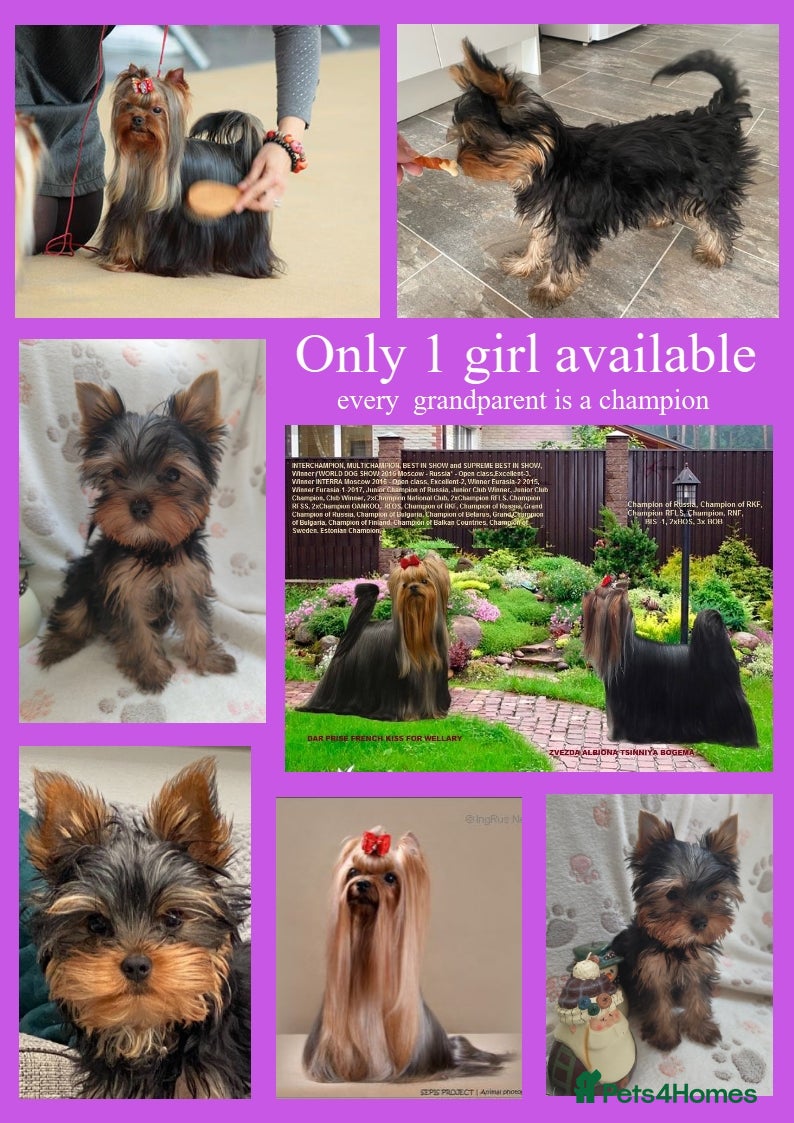 Yorkshire Terrier dogs KC reg, 17 Champions Bloodline(pedigree) - Advert 1