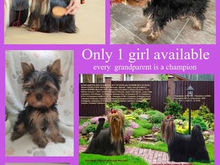 Yorkshire Terrier dogs KC reg, 17 Champions Bloodline(pedigree) - Advert 1
