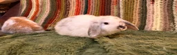 Mini Lop rabbits for sale: Minilop babies ready for new homes  - Advert 7