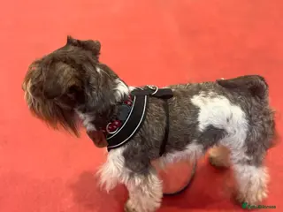 Miniature Schnauzer dogs KCChoc/White Miniature Schnauzer Stud MAC BVACLEAR in Coventry - Advert 8