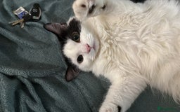 Mixed Breed cats for sale: Cats  - Image 7