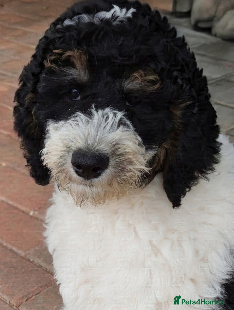 Goldendoodle dogs 🐾 Beautiful Standard Goldendoodle Puppies 🐾 - Advert 2