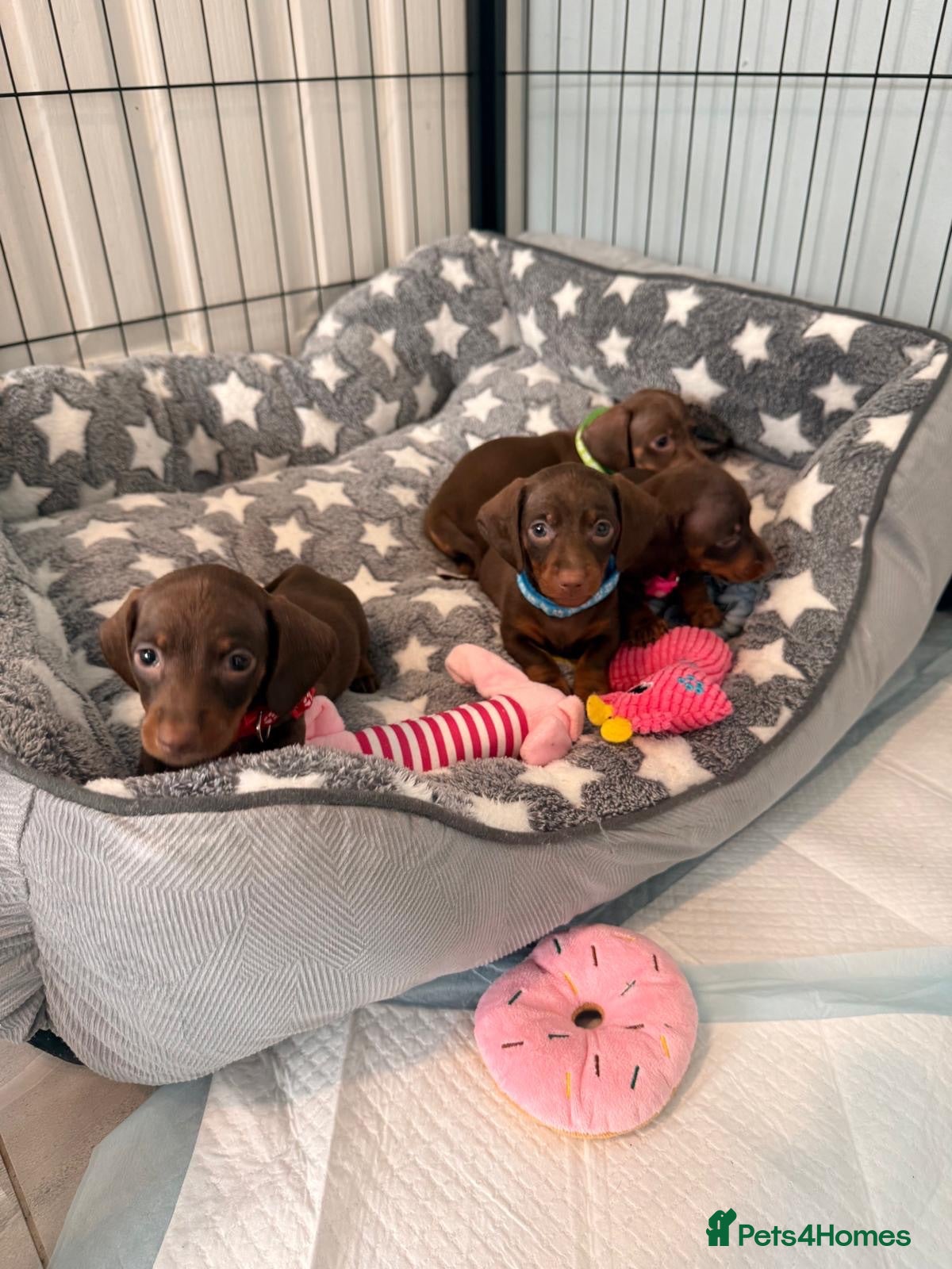 Miniature Dachshund dogs Beautiful Chocolate & Tan K.C Registered Puppies - Advert 2