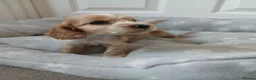 Cocker Spaniel dogs for sale: Kc registered show type spaniels  in Wickford - Advert 4