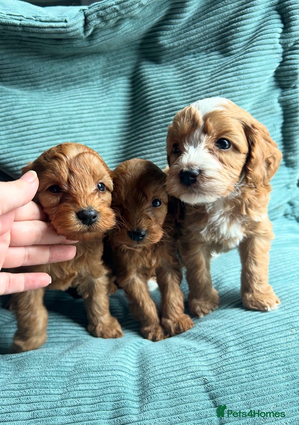 Cockapoo dogs Toy Cockapoo Puppies - Advert 13