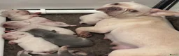 French Bulldog dogs for sale: Last baby girl ready now 🐾🩷 - Advert 9
