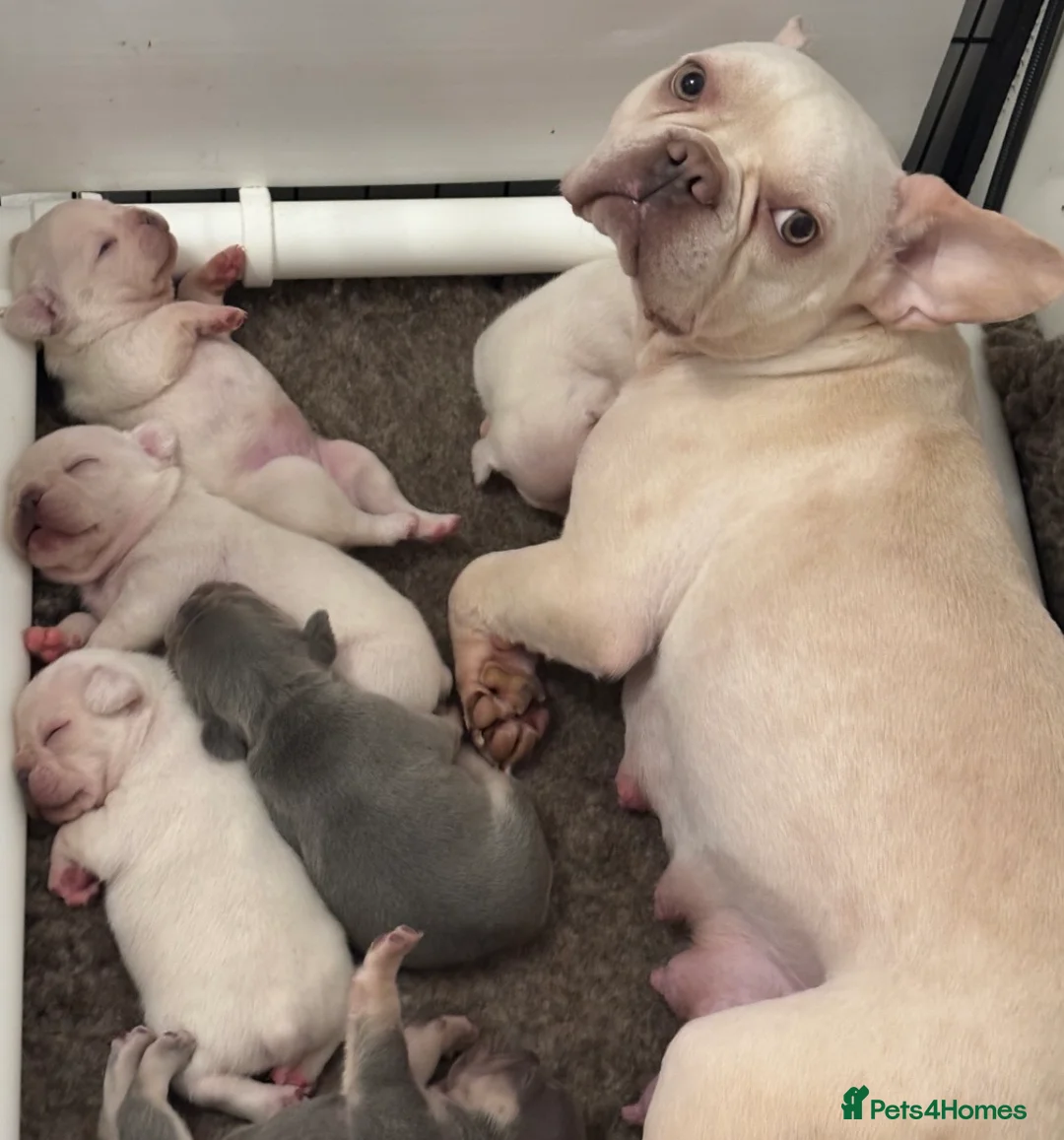 French Bulldog dogs for sale: Last baby girl ready now 🐾🩷 - Advert 9