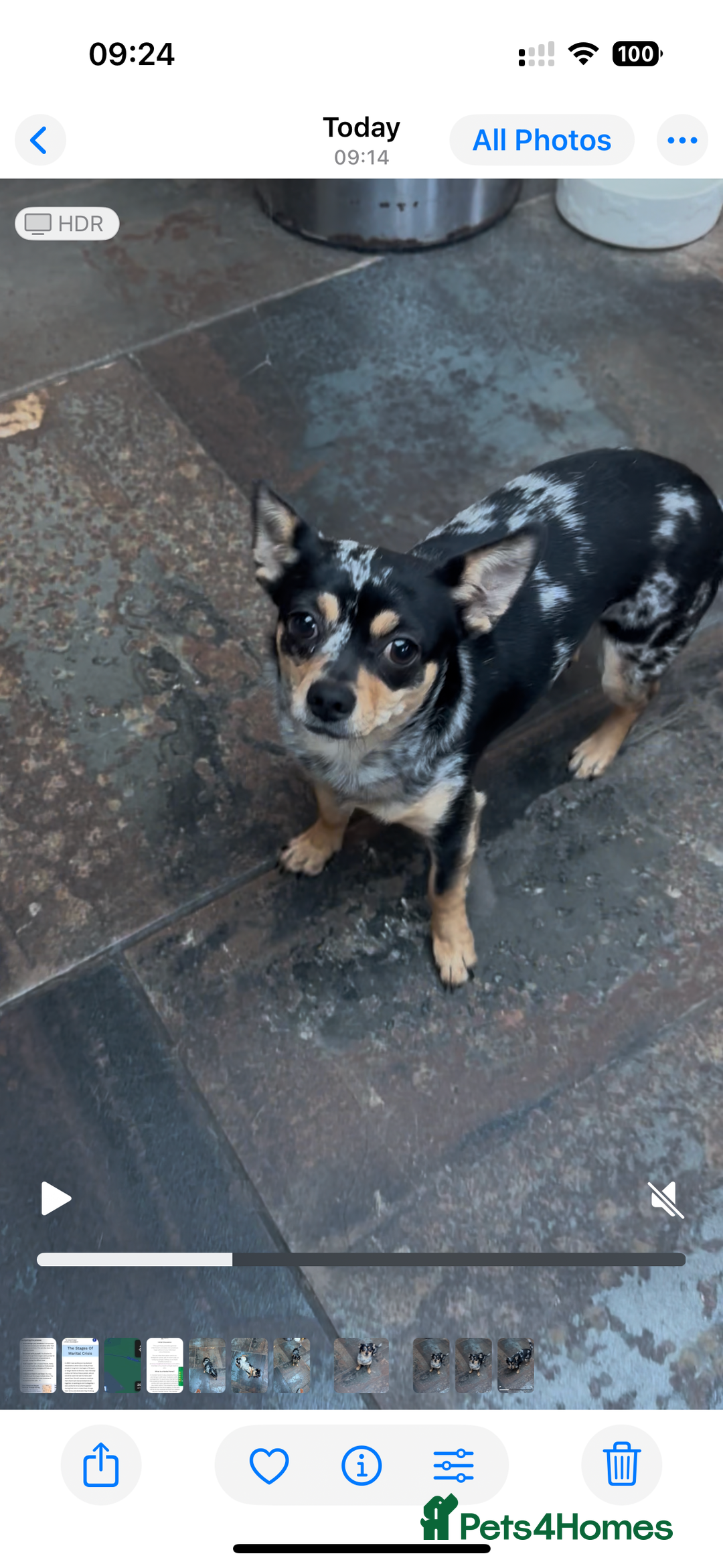 Chihuahua dogs for sale: Merle Stunning Little Girl - Advert 8