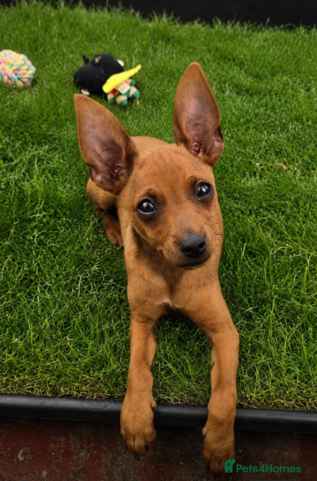 Miniature Pinscher dogs for sale: Min Pin Jesko Is Looking For His Forever Family 💙 - Advert 2