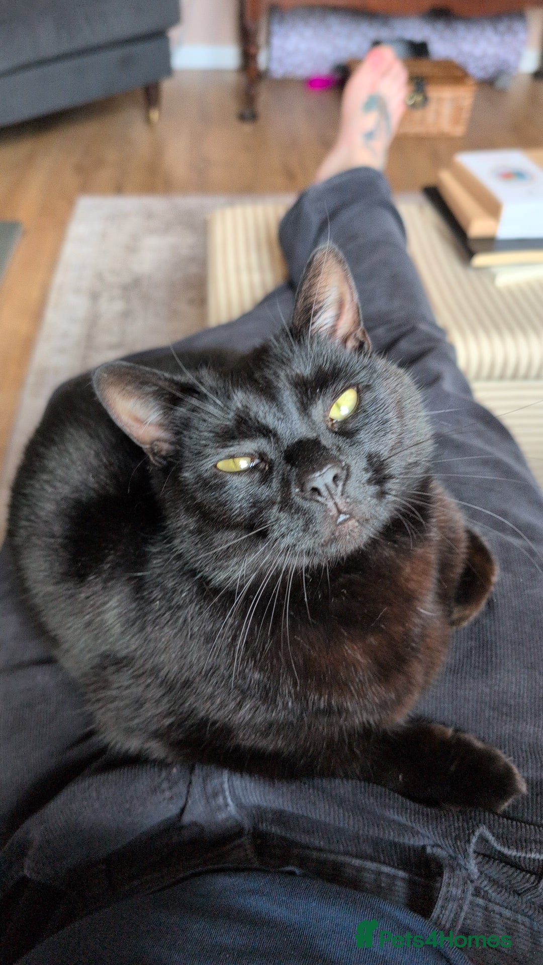 Mixed Breed cats for sale: Free for a new home - Image 2