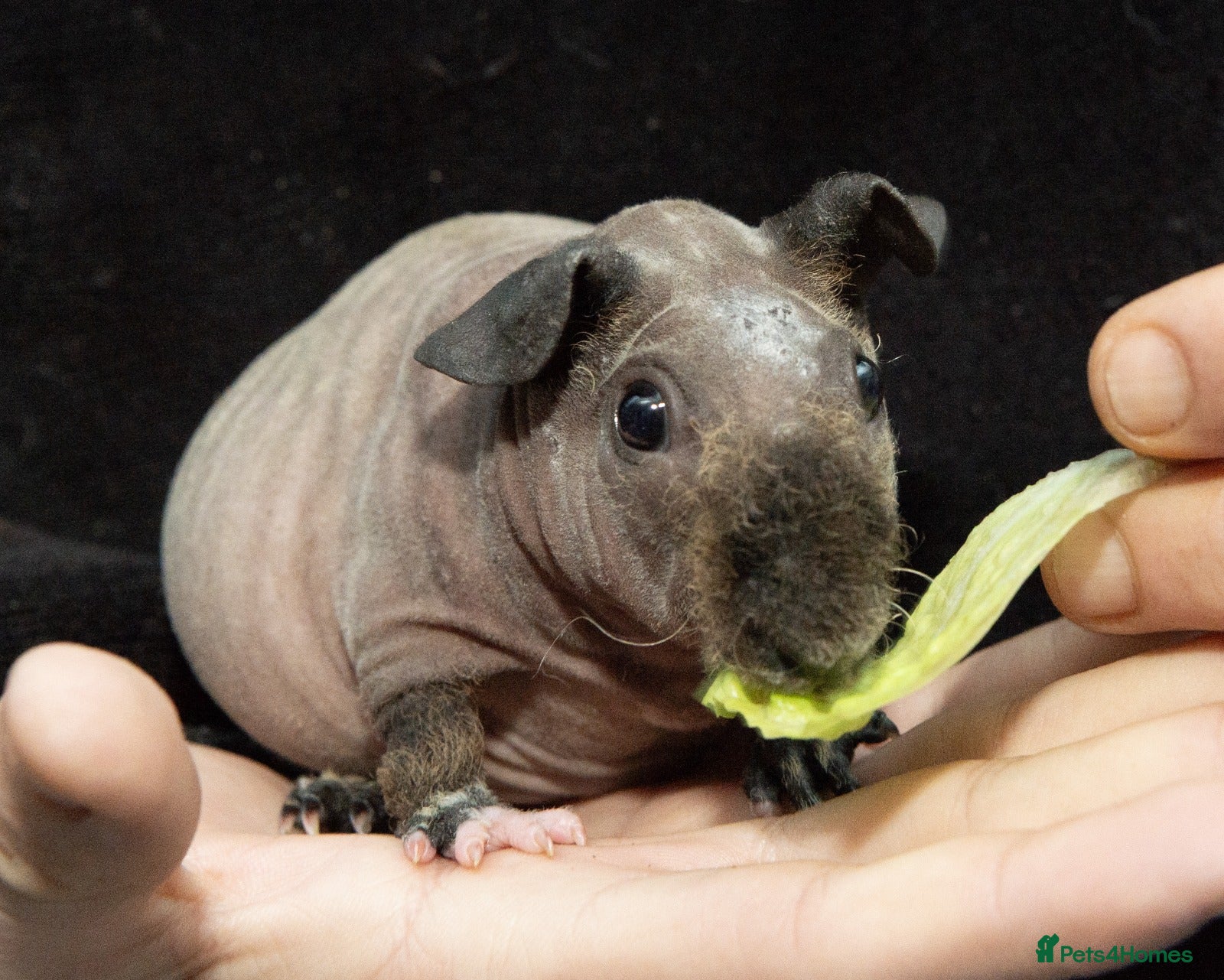 Guinea Pig rodents Baby Warewolf Skinny pig for sale ready to leave  - Advert 2