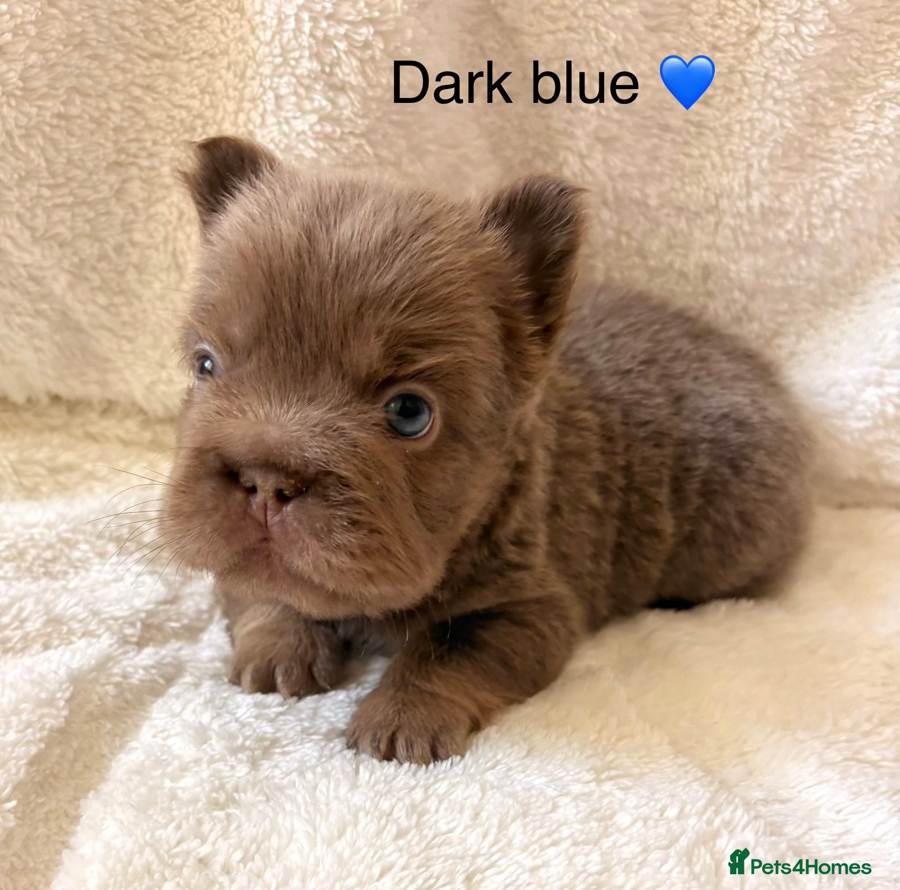French Bulldog dogs Beautiful french bulldogs  - Advert 1