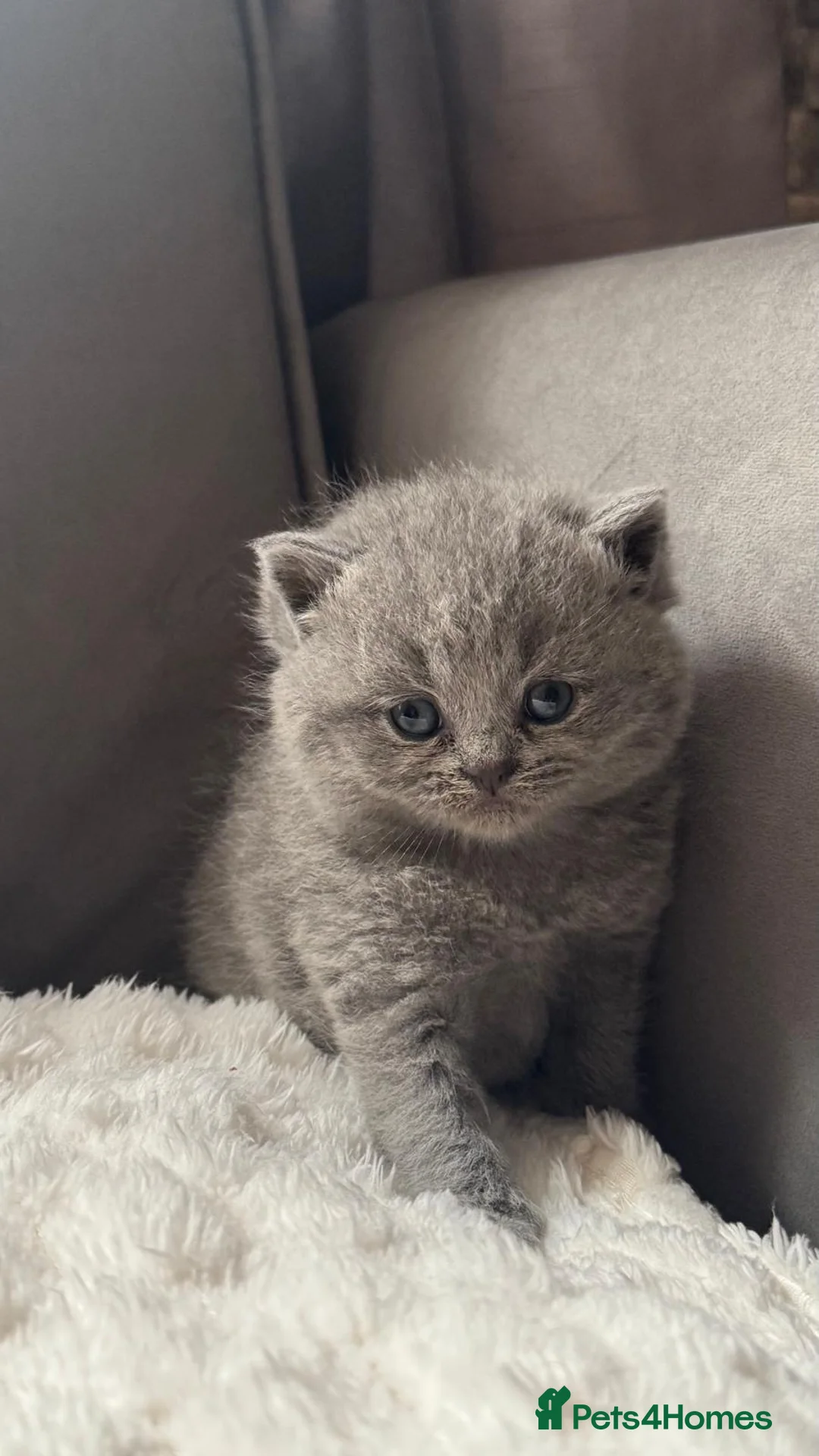 British Shorthair cats for sale: British shorthair kittens  - Advert 15