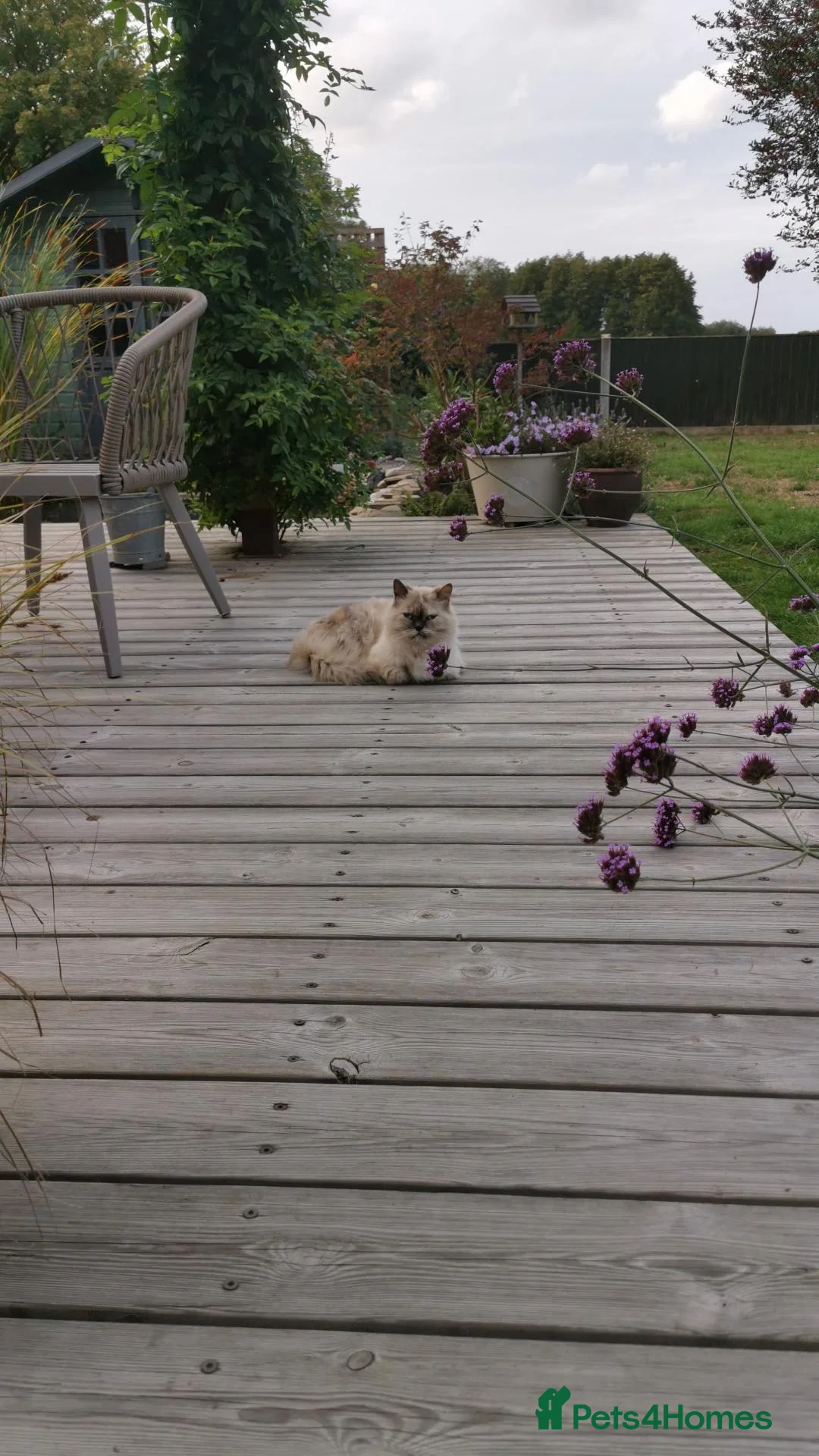 Persian cats for sale: 5 year old Female Himalayan Persian - Advert 13