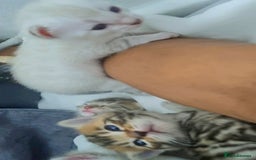 Bengal cats for sale: 🤩RARE BLUE BENGAL🤩SNOW LYNX🤩 BROWN🤩 - Image 15
