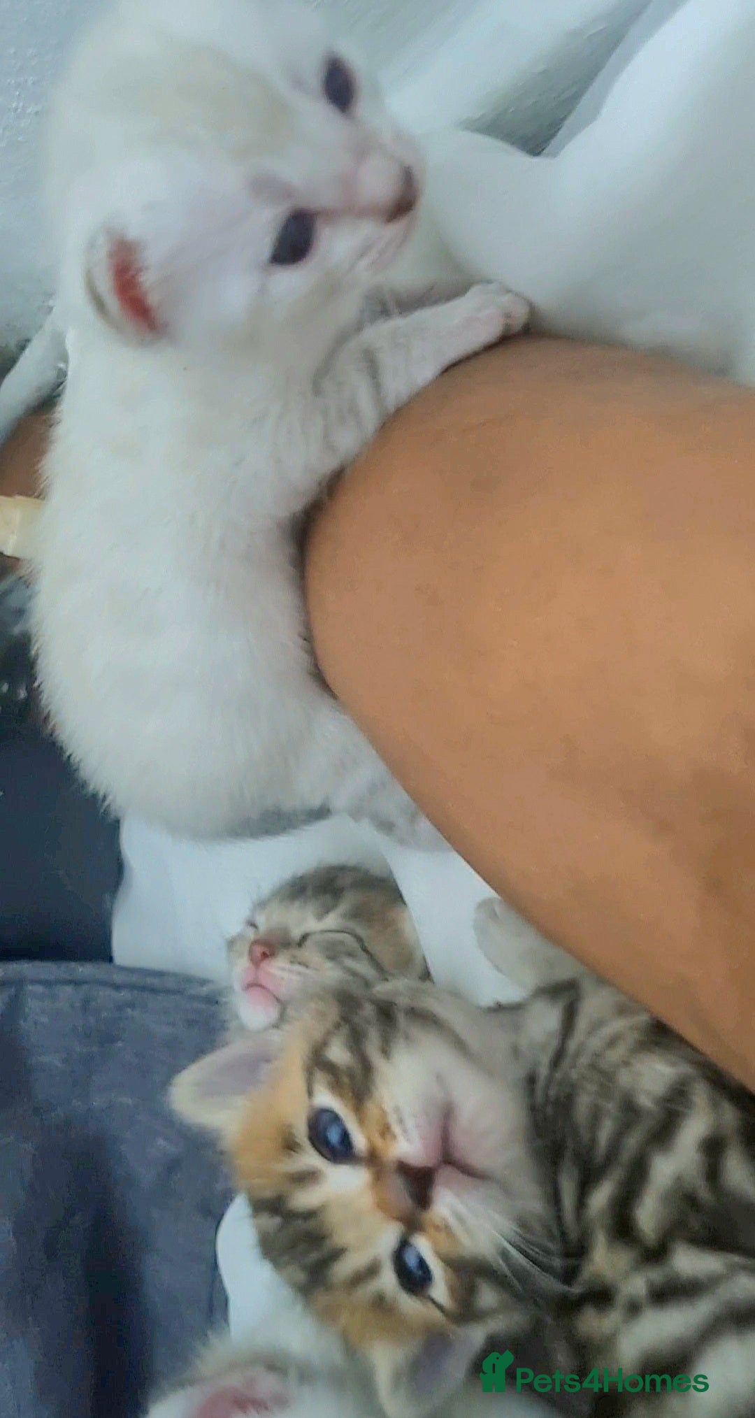 Bengal cats for sale: 🤩RARE BLUE BENGAL🤩SNOW LYNX🤩 BROWN🤩 - Image 15