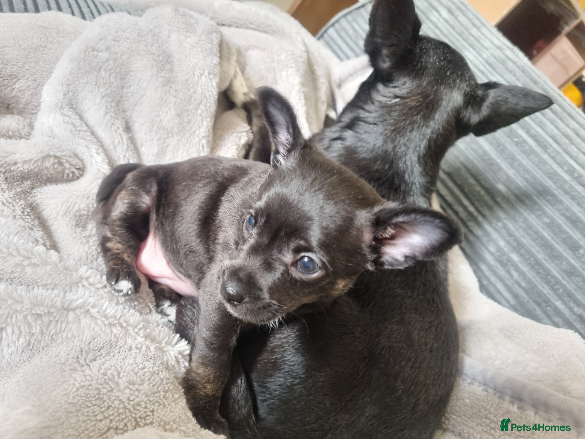 Jack Chi dogs for sale: One female jackahuahua puppy  - Advert 2