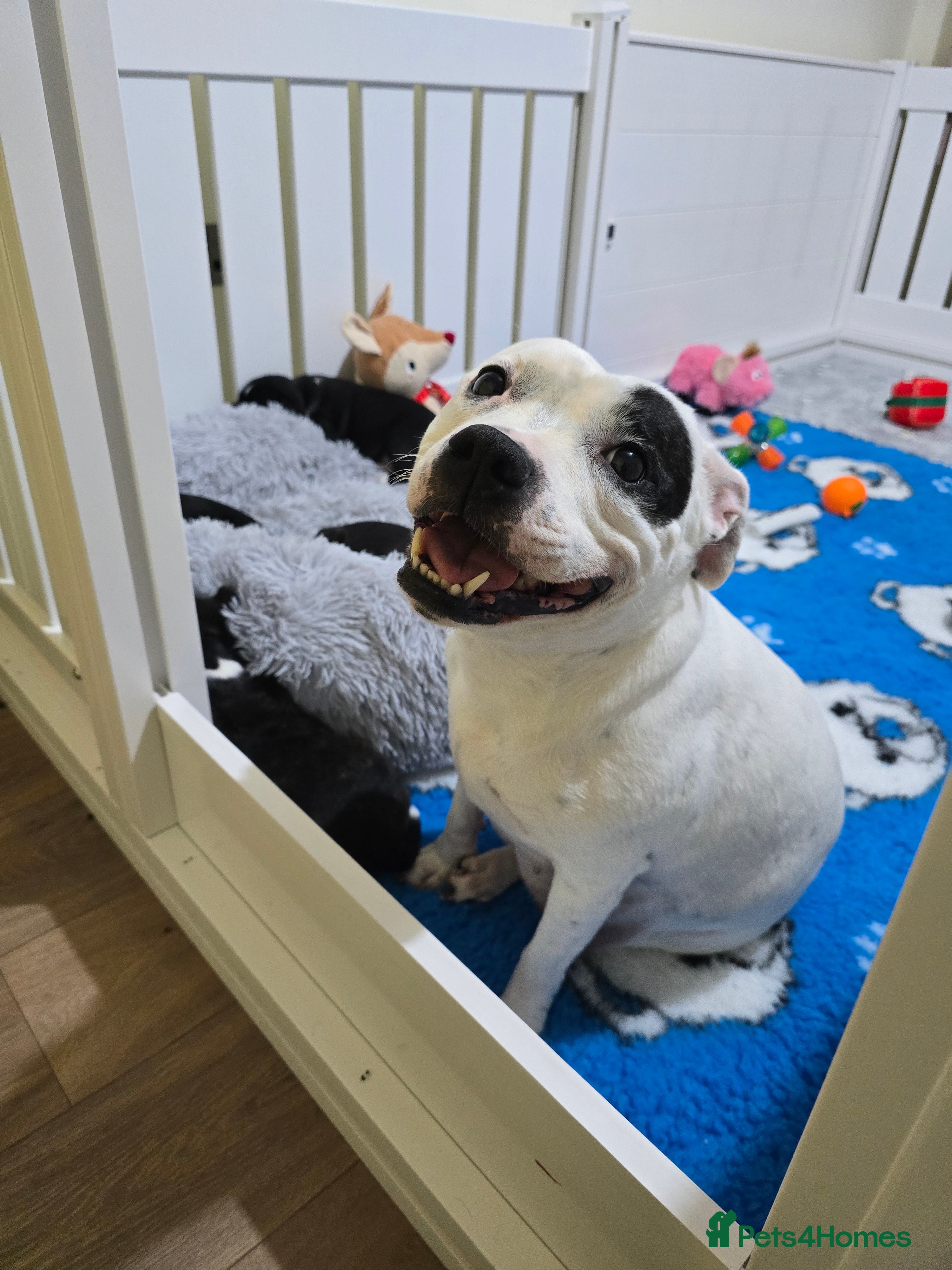 Staffordshire Bull Terrier dogs ✨️Outstanding SBT puppies✨️ - Advert 2