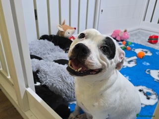 Staffordshire Bull Terrier dogs ✨️Outstanding SBT puppies✨️ - Advert 2