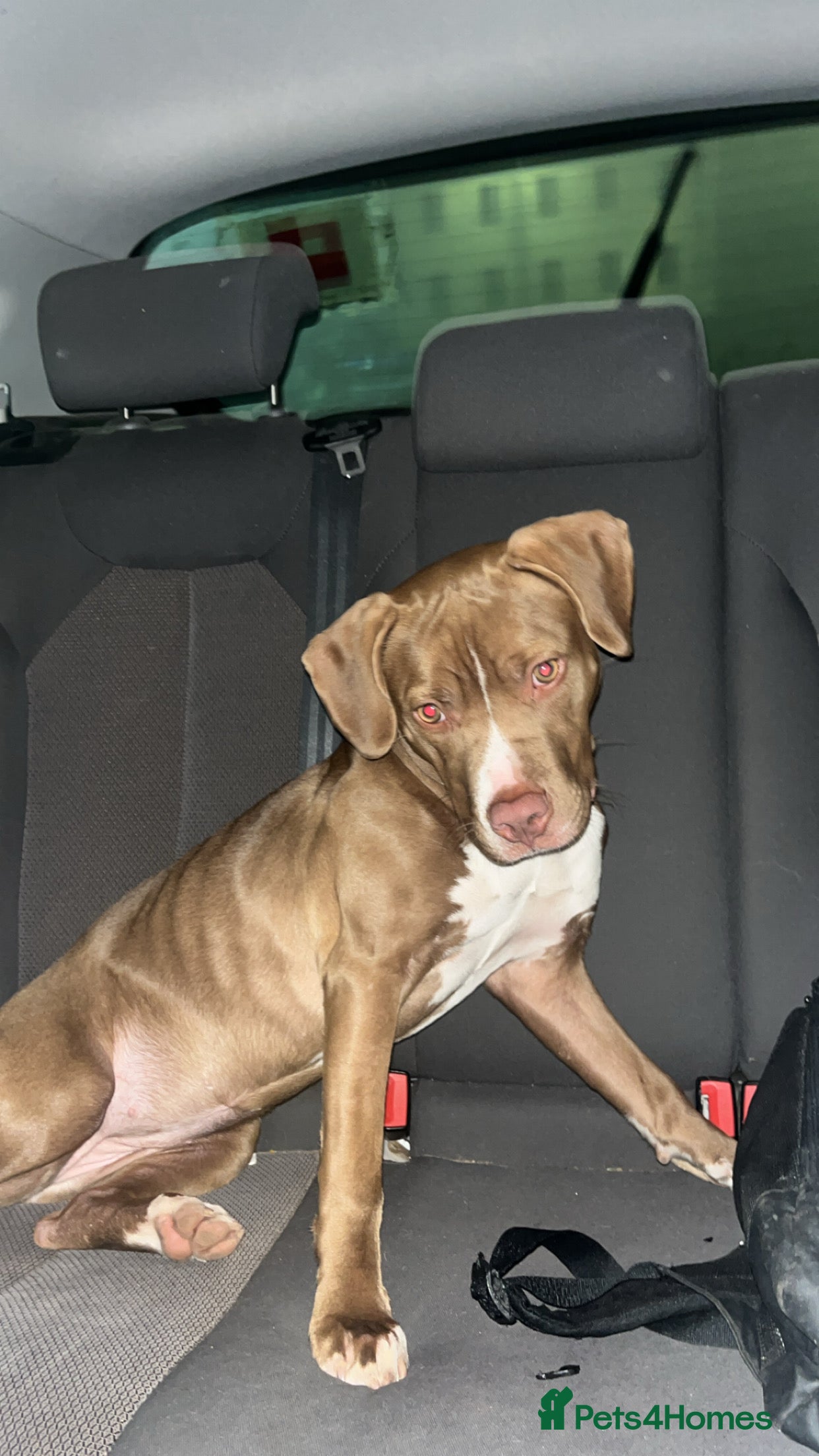 Mixed Breed dogs Beautiful red Staffy bull girl pup  in Cookstown - Advert 8