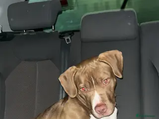 Mixed Breed dogs Beautiful red Staffy bull girl pup in Cookstown - Advert 1