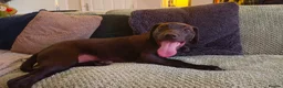 Staffordshire Bull Terrier dogs for sale: Male puppy for sale - Advert 5