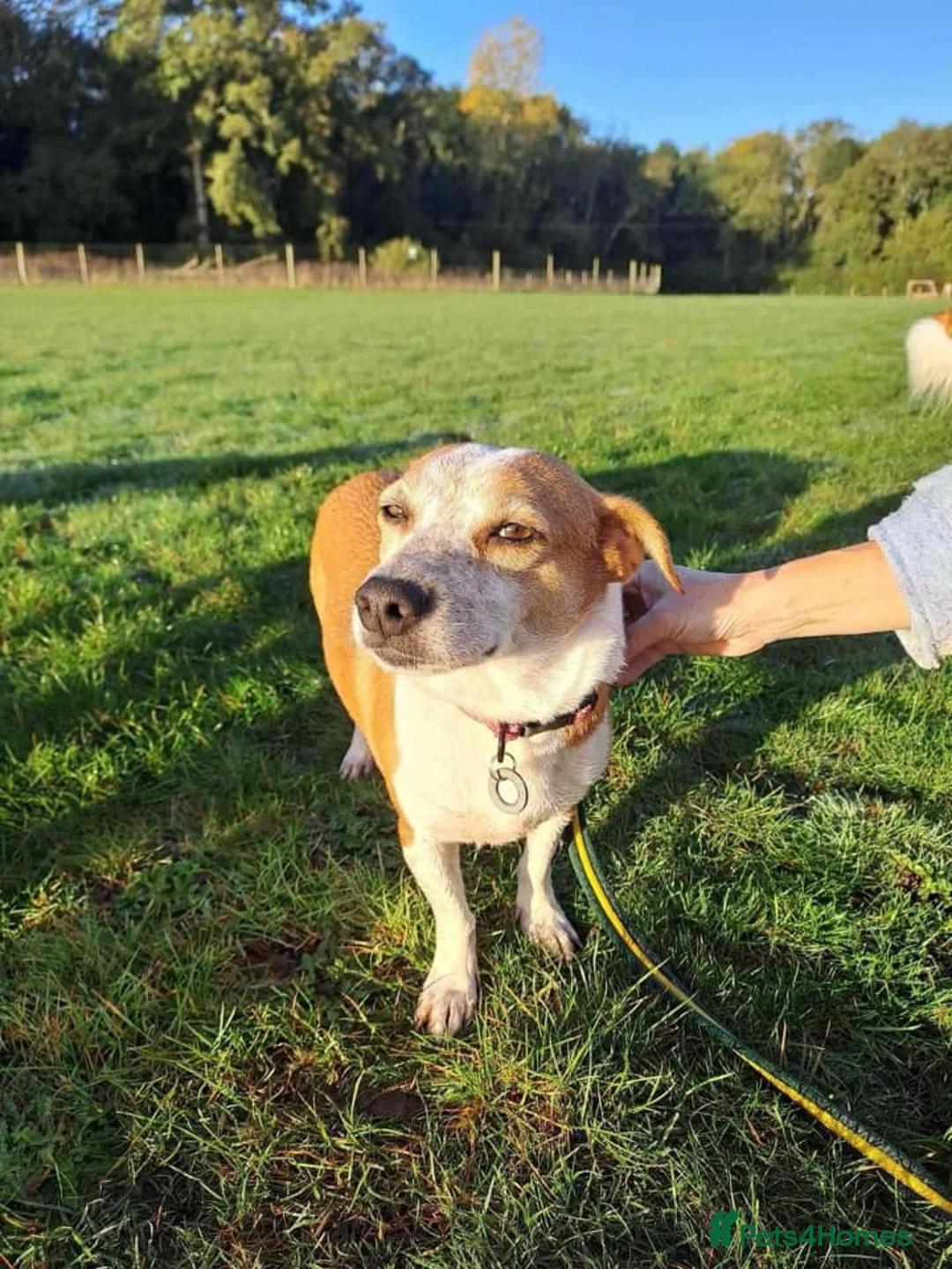 Mixed Breed dogs for adoption: Tessa - Poringland Norfolk  in Norwich - Advert 11