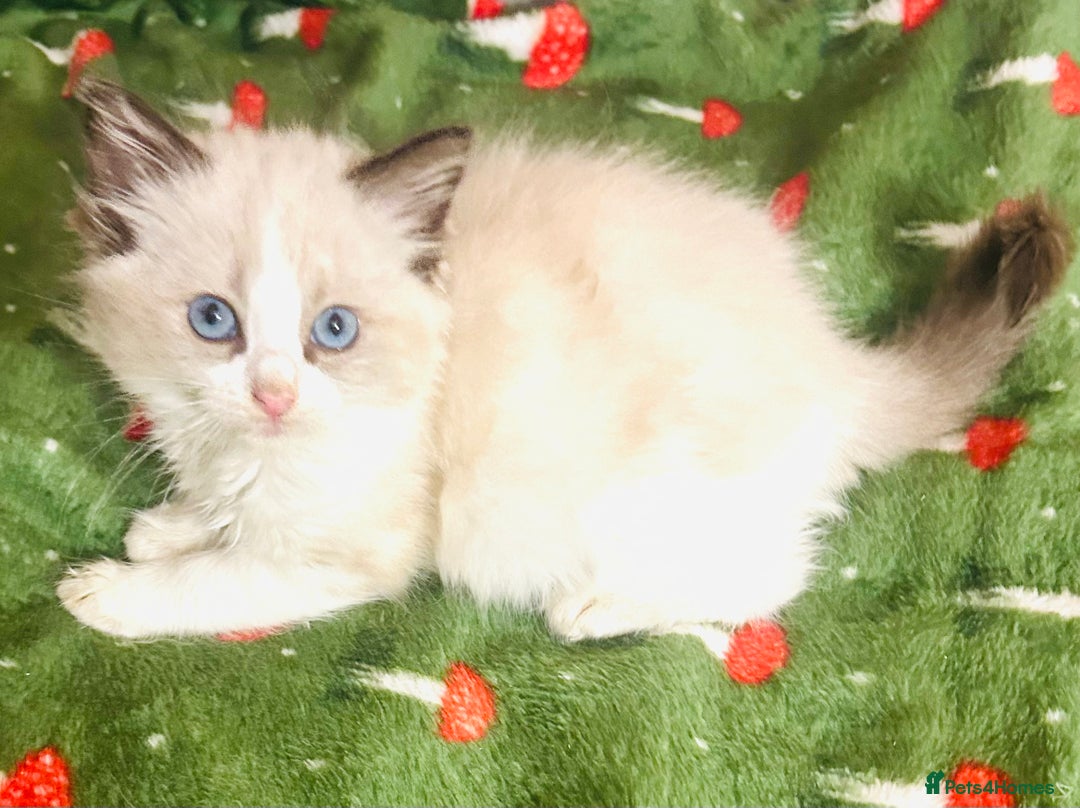 Ragdoll cats for sale: Cute little Ragdoll kittens for sale 💕🐱🐱 - Advert 7