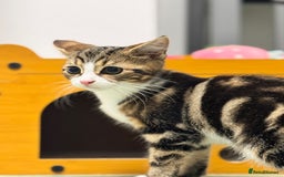 Domestic Shorthair cats for sale: 12 week old female Tabby kitten - Image 1