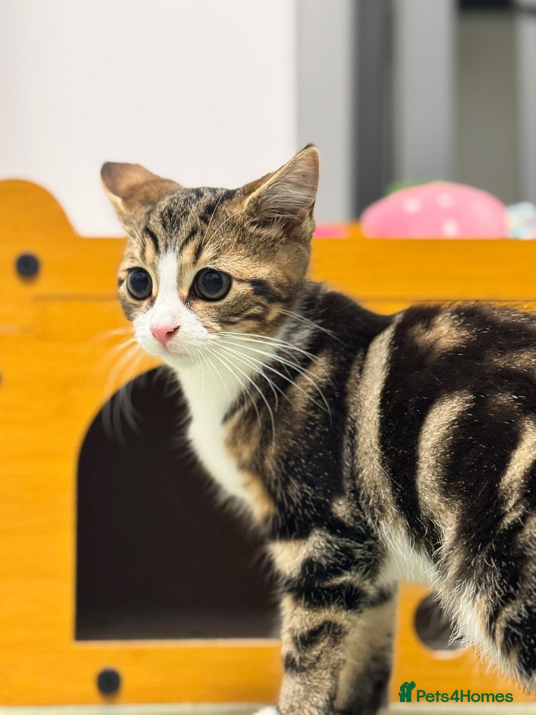 Domestic Shorthair cats for sale: 12 week old female Tabby kitten - Image 1