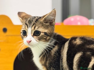 Domestic Shorthair cats - Advert 2